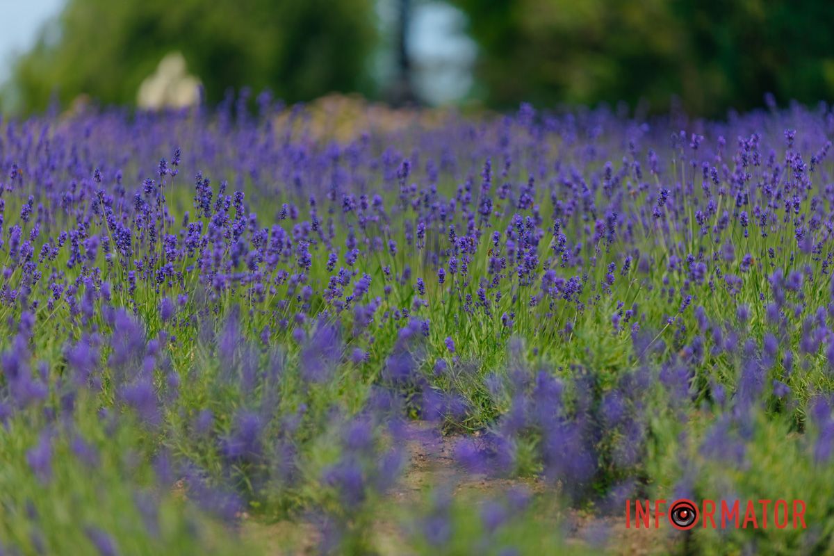 Лавандовое свидание с летом