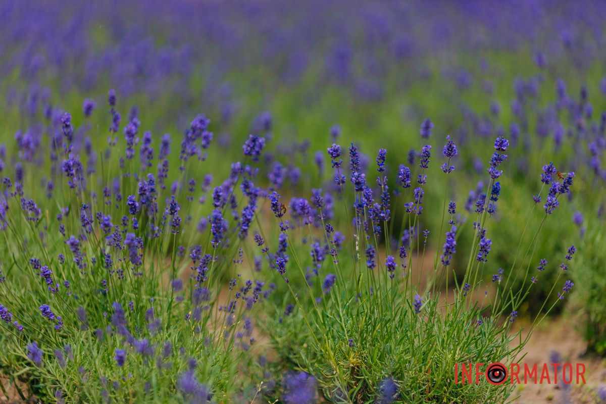 Любовь как лаванда: расцветает на солнце