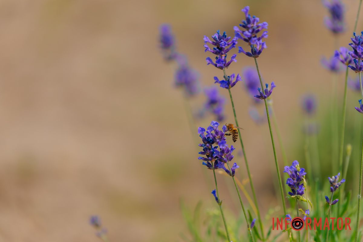 В лавандовых объятиях лета