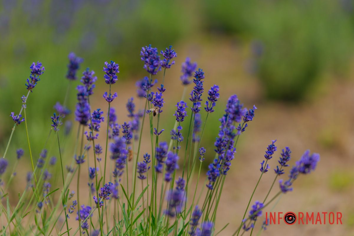 Лаванда – это объятия лета