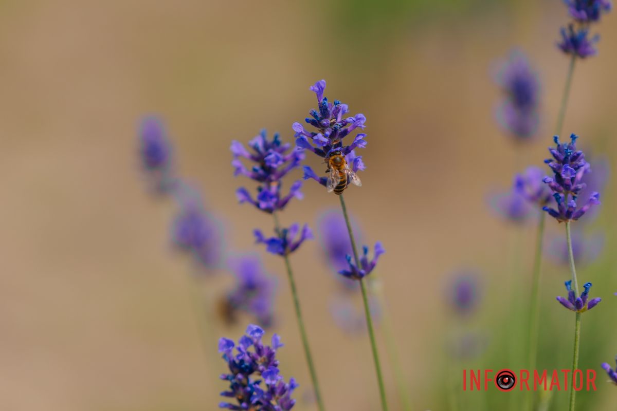 Лето в объективе – лаванда в сердце