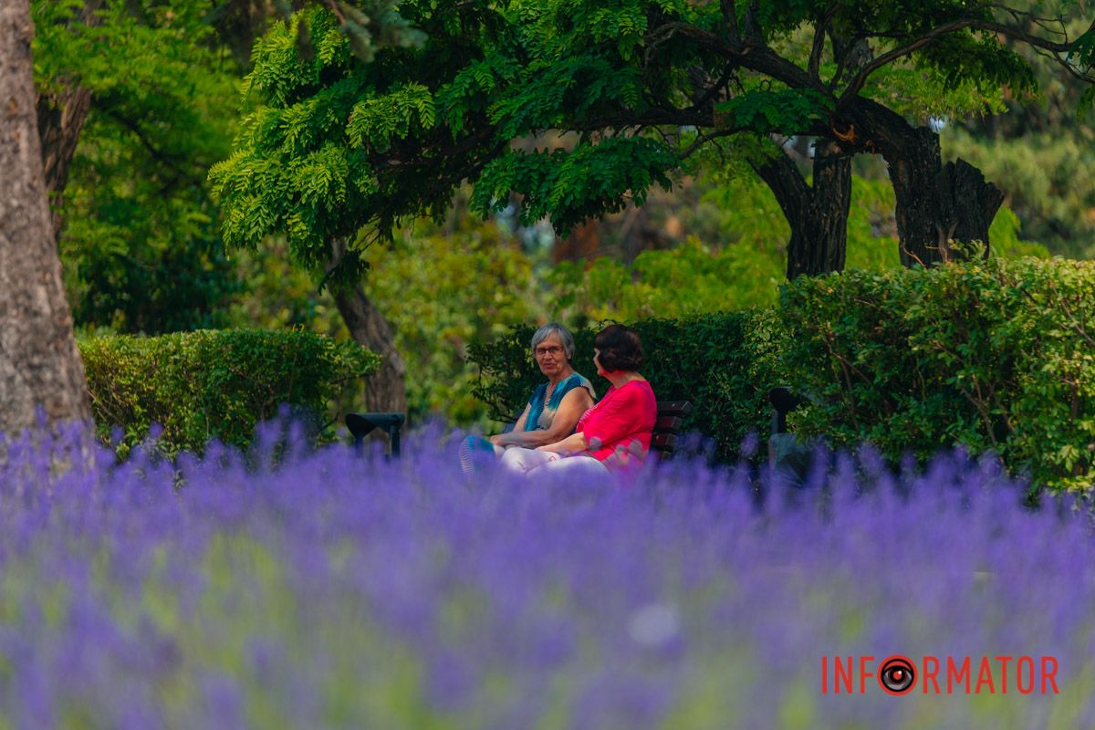 Поле тишины и аромата