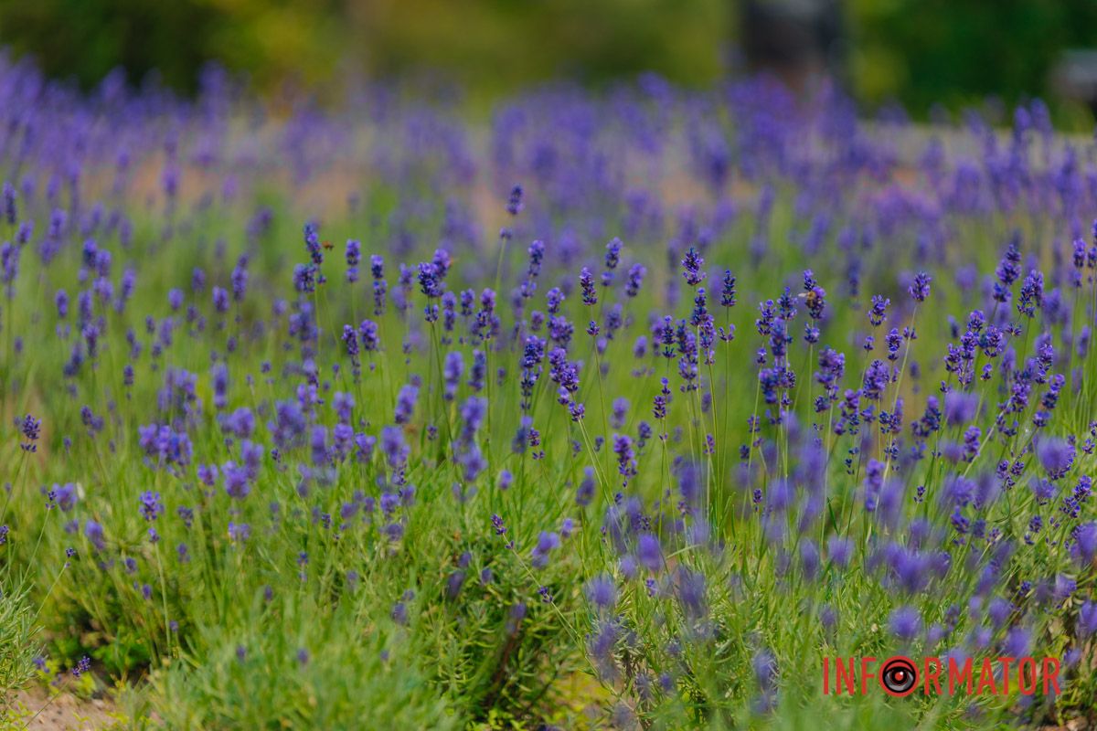 Среди фиолетовых мечтаний