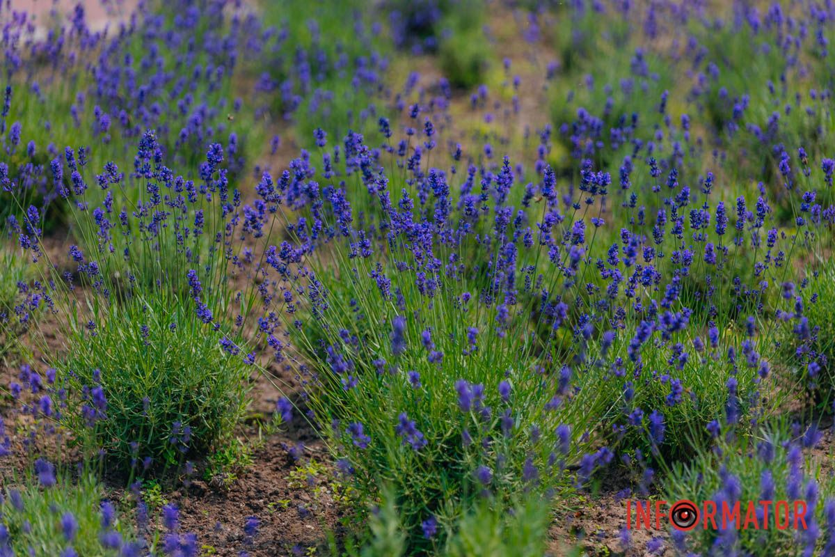 Шепот ветра в лавандовом поле