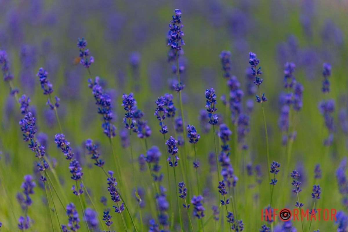 Где цветет лаванда – там дышит покой.
