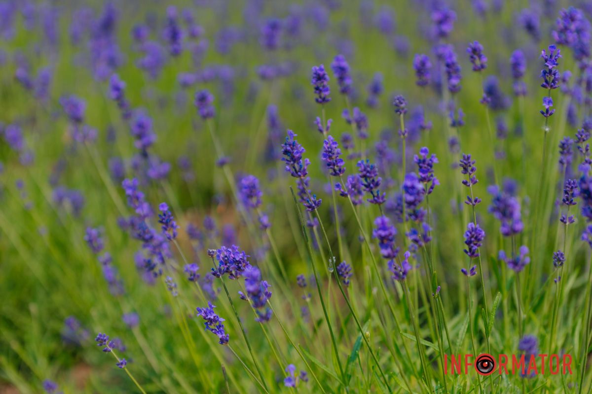 В каждом лепестке — чудо