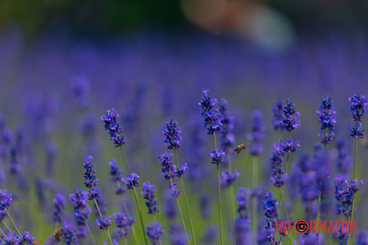 Лаванда – улыбка природы