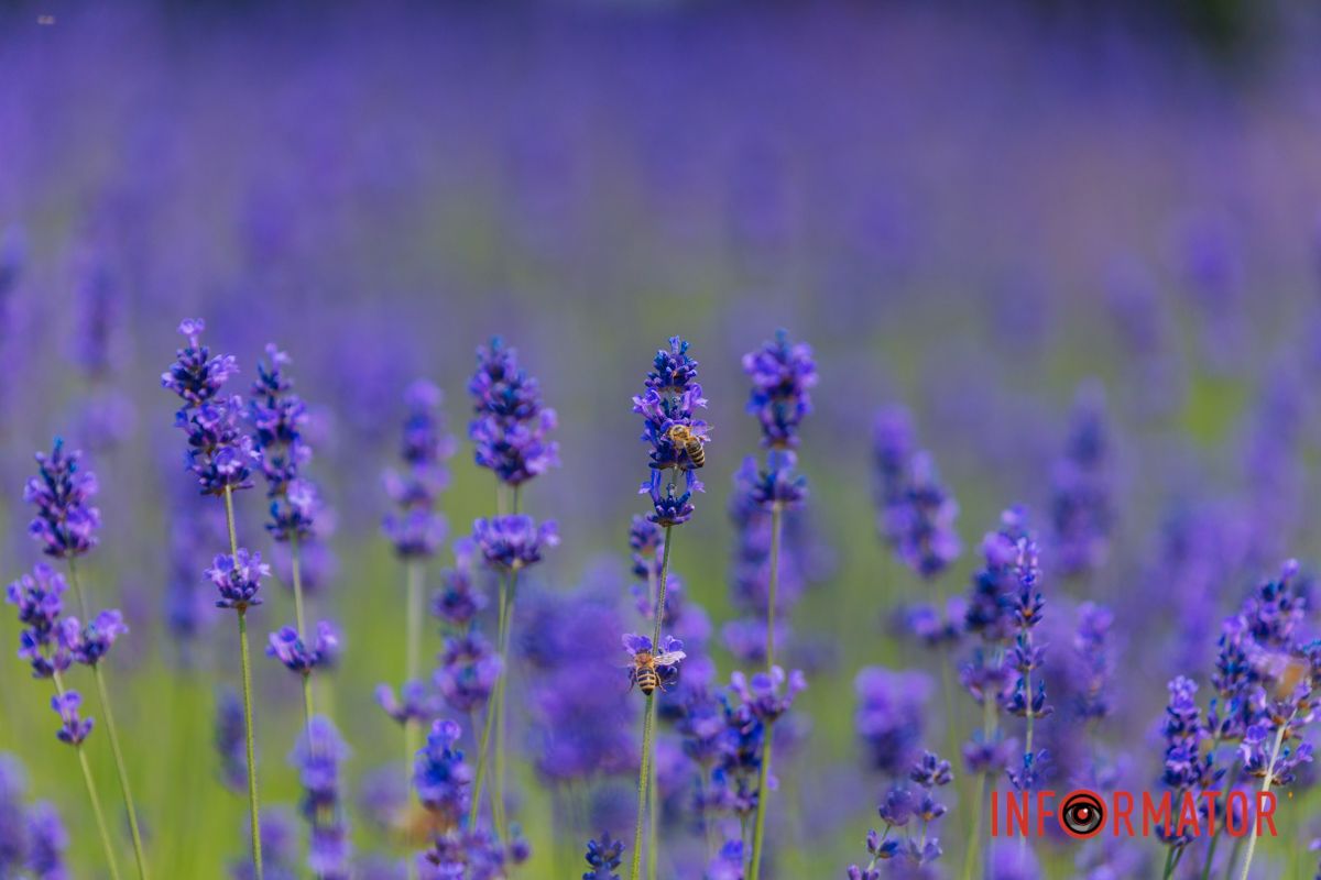 Когда мир говорит цветами