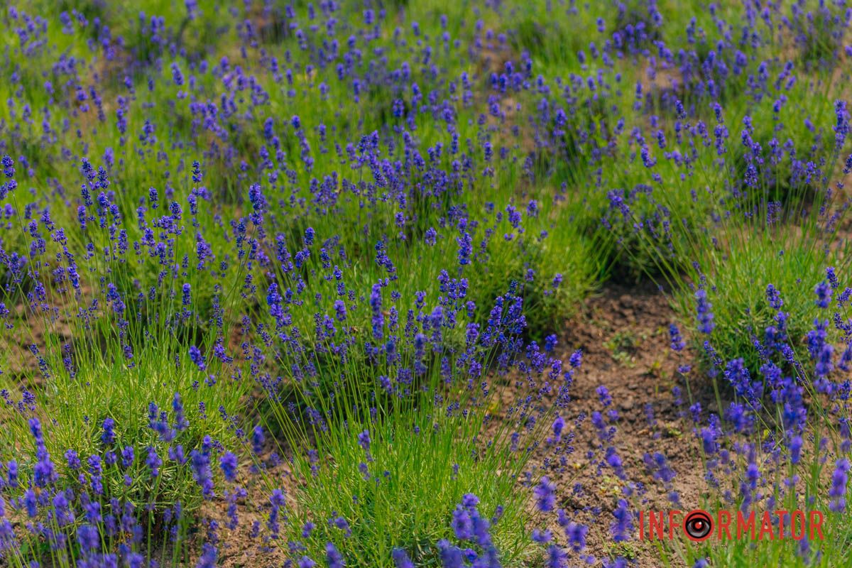 Природа создала это для тебя