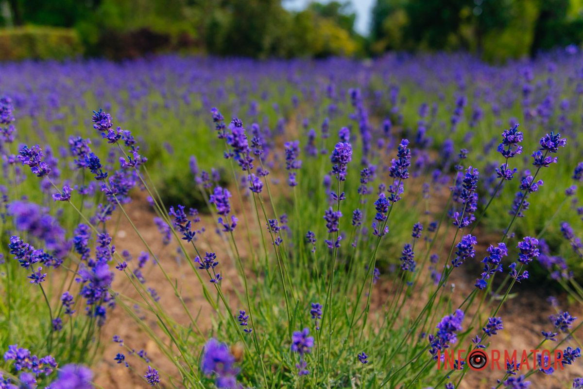 Пауза между шагами – лавандовая