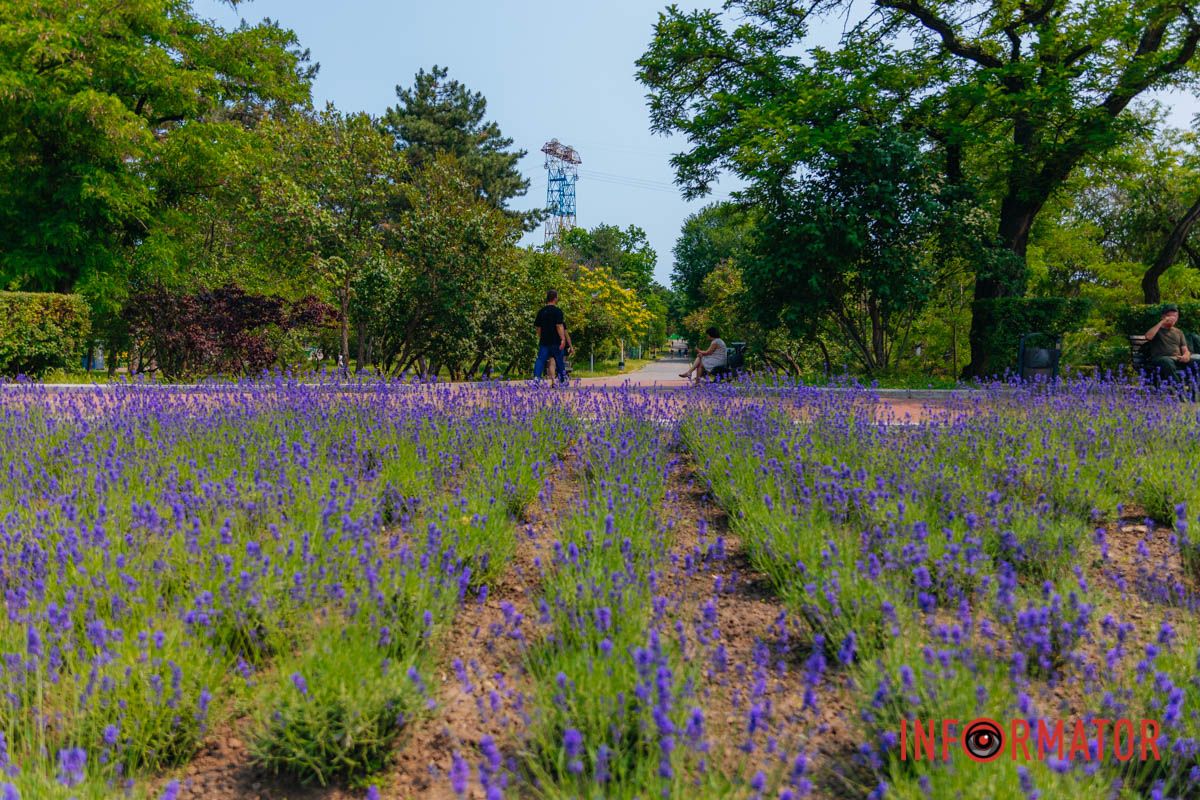 Здесь и сейчас. Среди фиолетового