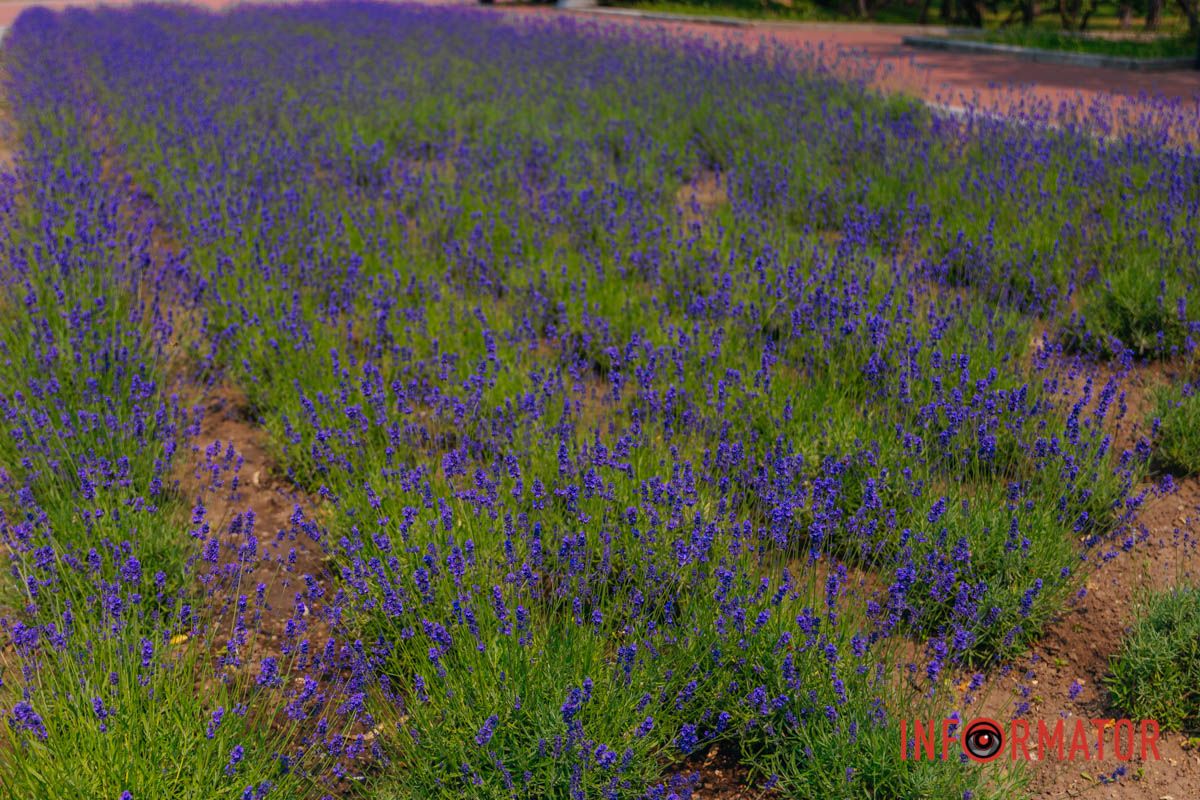 Покой не в тишине – он в лаванде