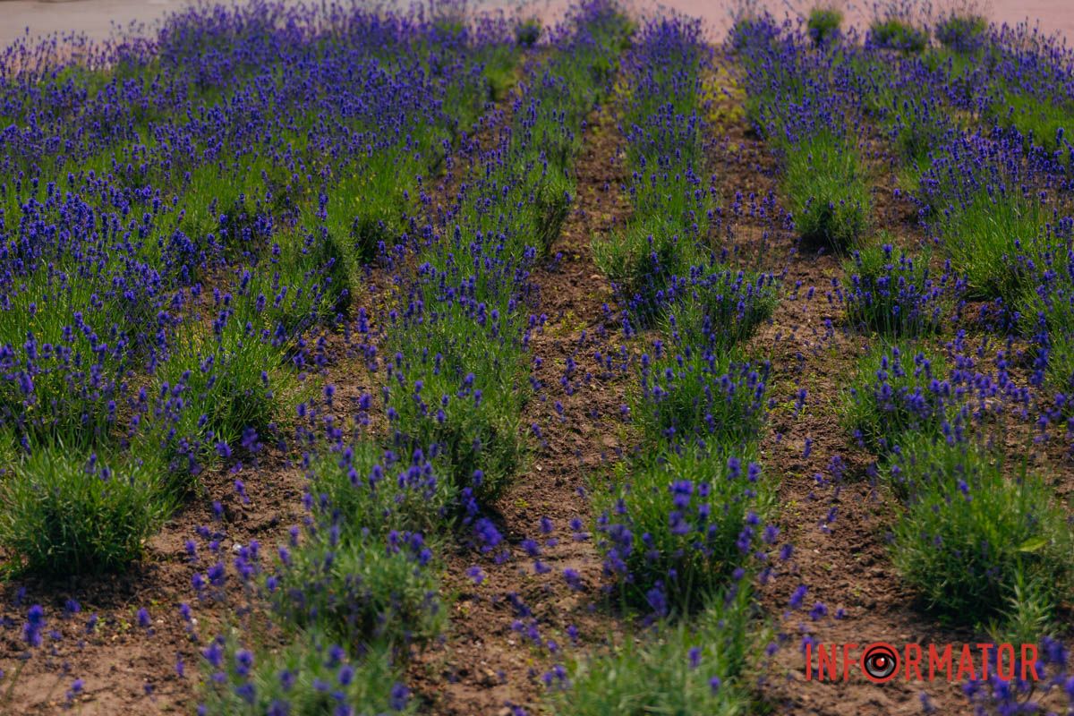 Лавандовая география души