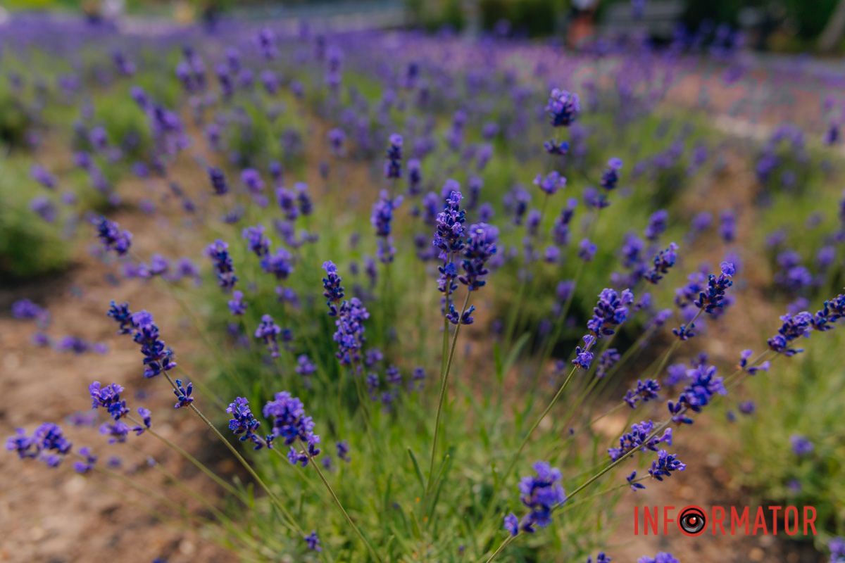 Отдых, пахнущий спокойствием