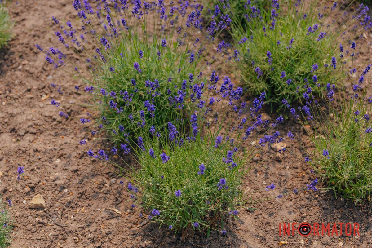 Вместо сувениров – лаванда в памяти