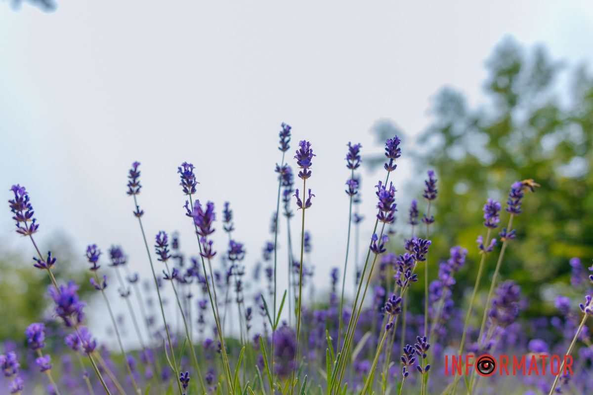 Взяли билет в фиолетовый рай