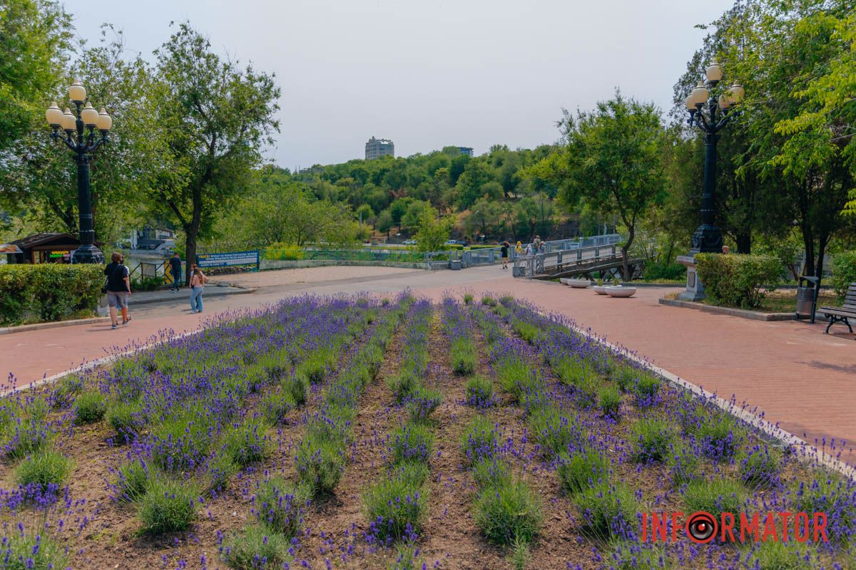 В лавандовом поле свой микромир