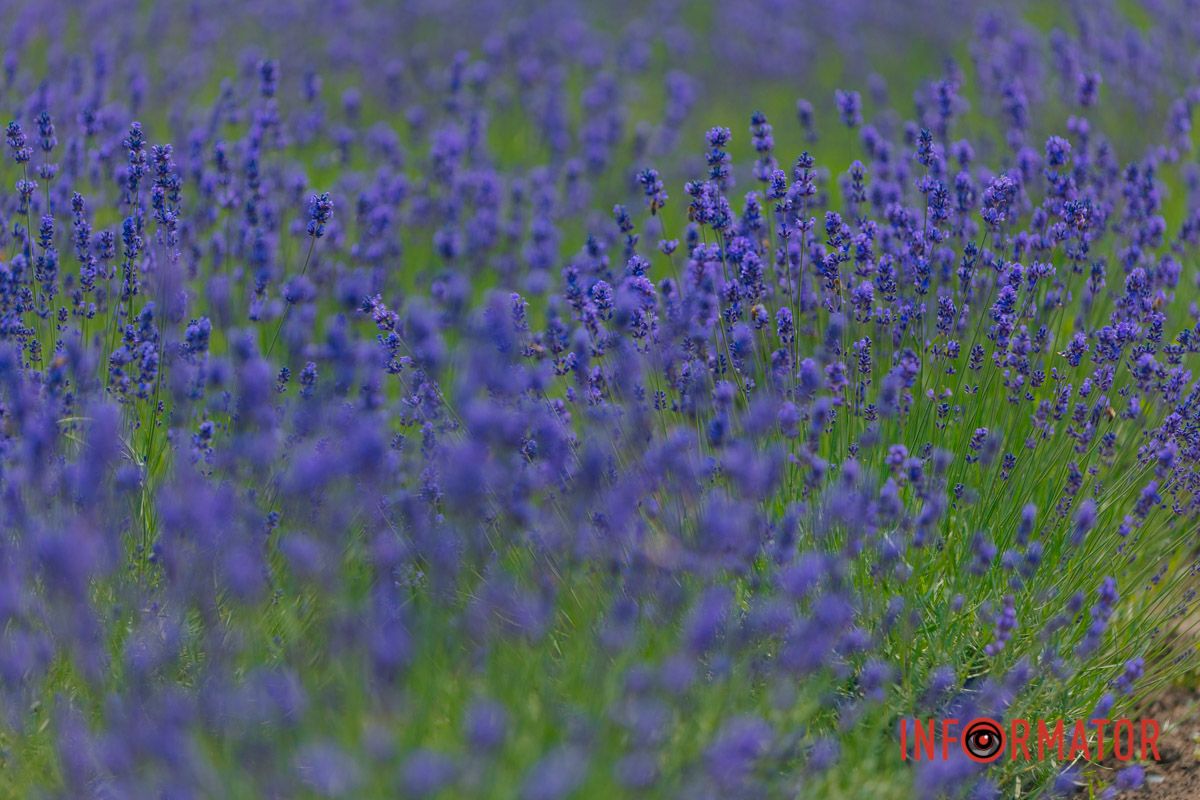 Естетика. Лаванда. Камера