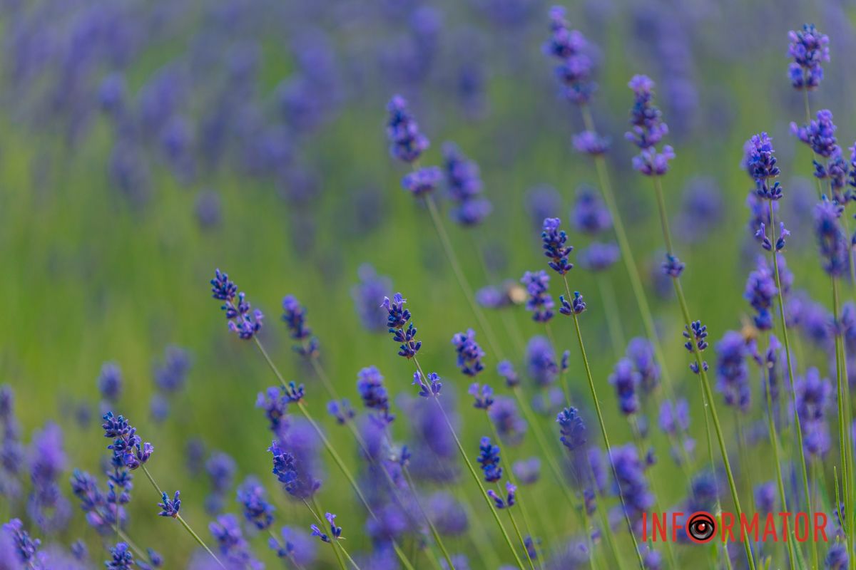 Аромат, который лучше кофе