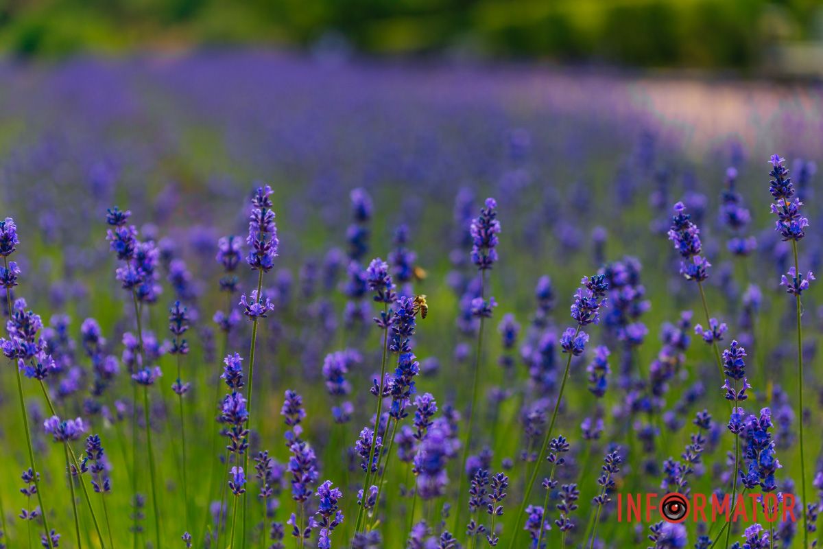 Осторожно: фиолетовое счастье