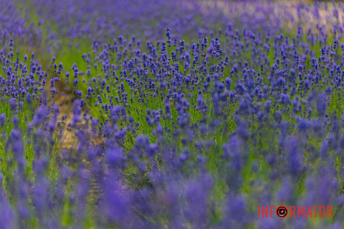 Пурпурное настроение активировано