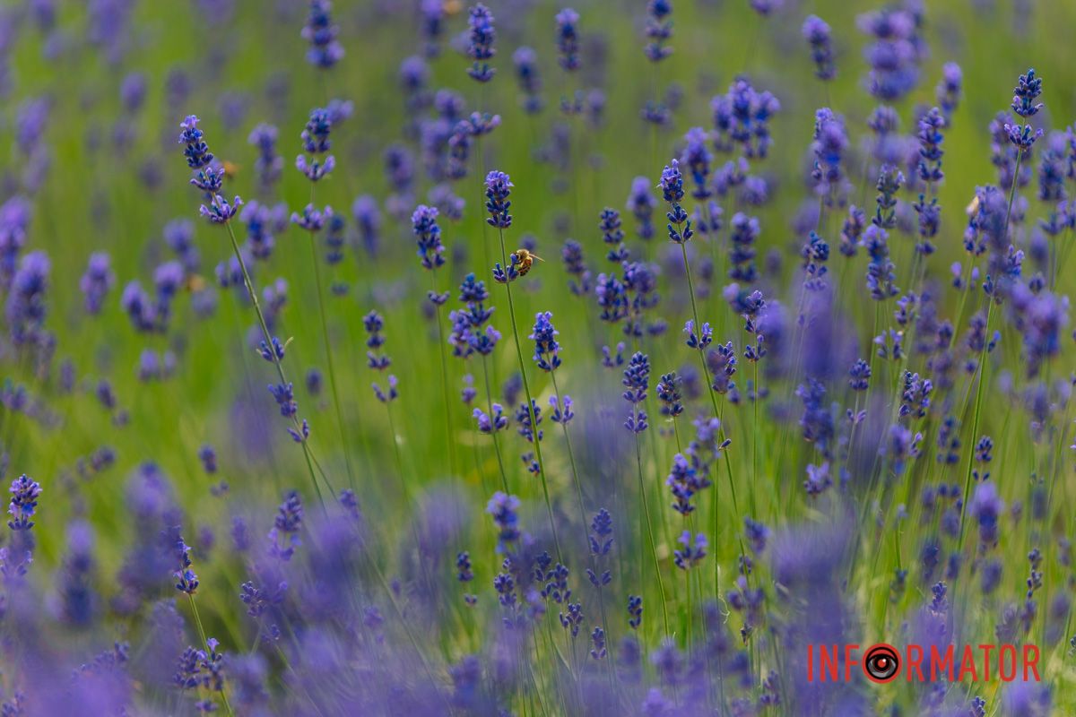 Лавандовый сторез – фиолетовая терапия.