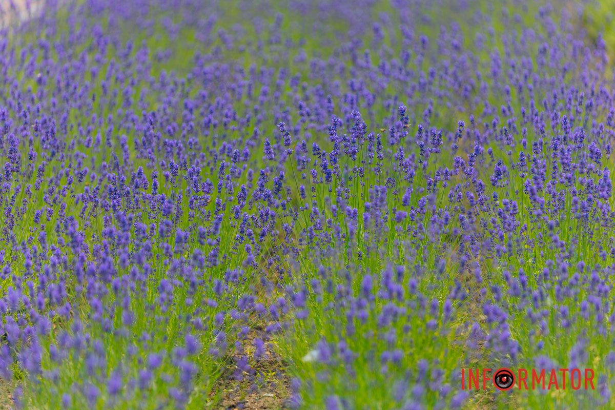 Лавандовый детокс