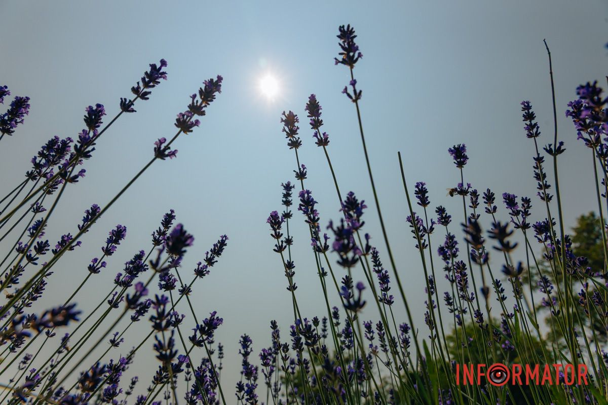 Это не фильтр – это лаванда