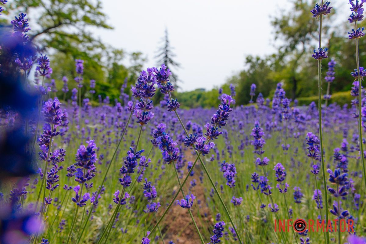 Утро, когда пахнет лаванда и свобода