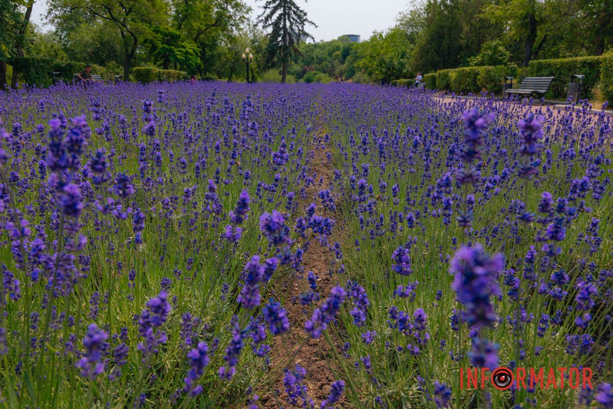 На лавандовой волне