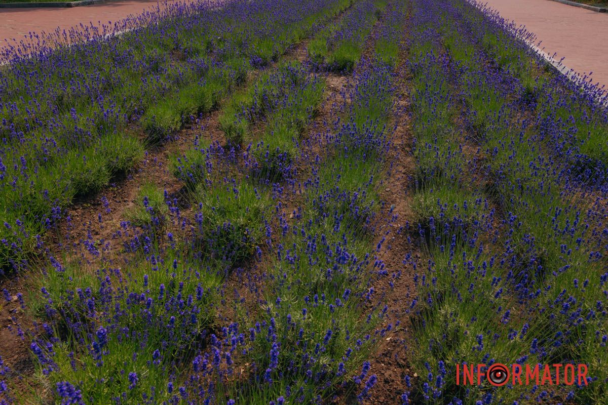 Цвет лета – фиолетовый.