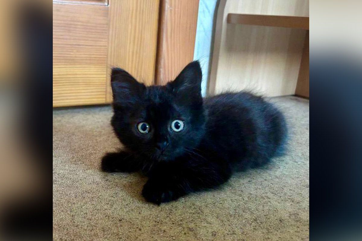 Кішка Кішка