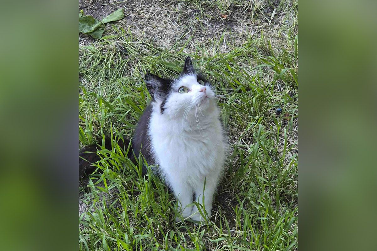 Кішка Кішка