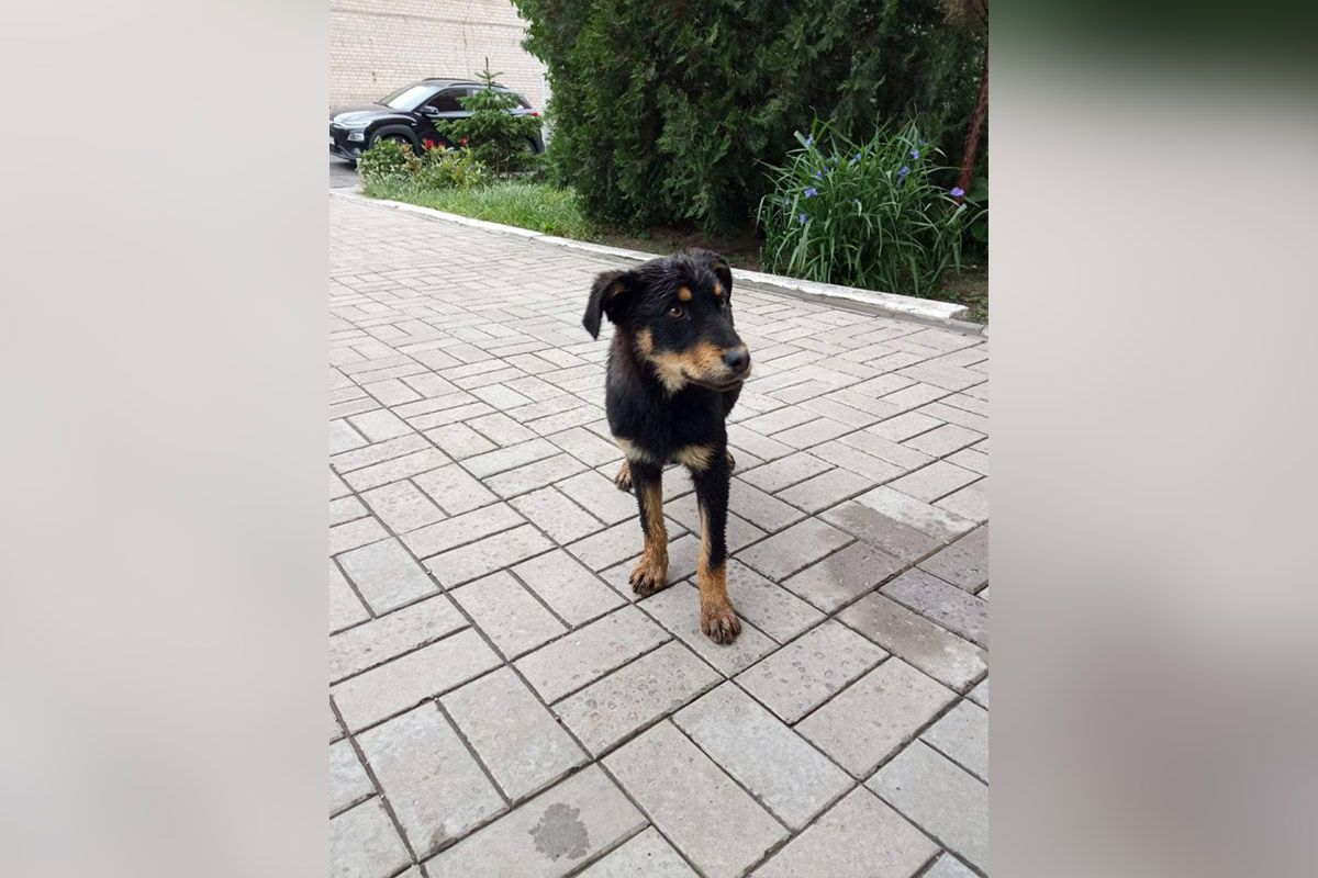 Песик Песик