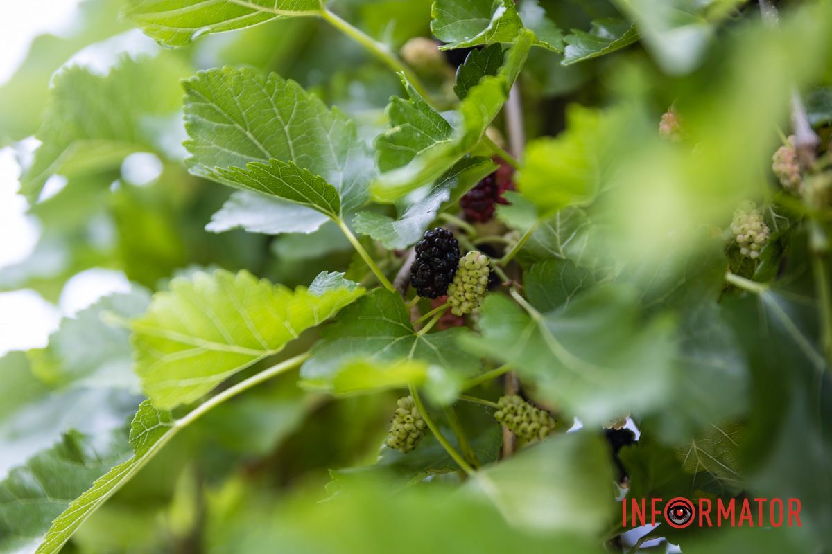 Нове місце для побачень: у Дніпрі з’явилися “Арки закоханих” 12