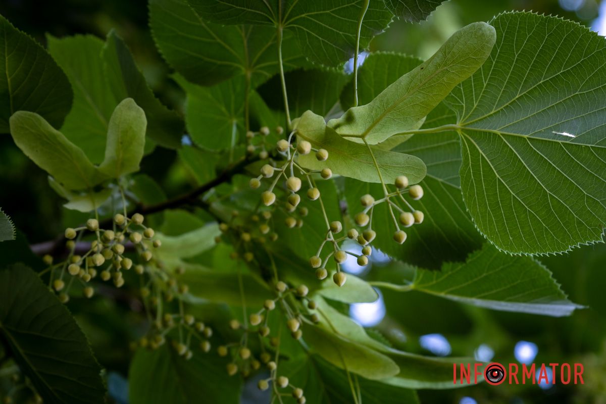 Нове місце для побачень: у Дніпрі з’явилися “Арки закоханих” 16