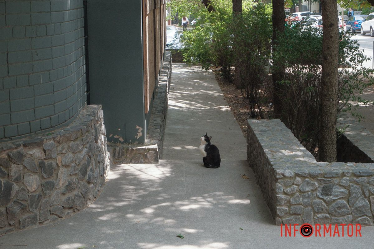 Хвилинка доброти: Інформатор допоміг возз’єднатися кошачій родині у Дніпрі 1