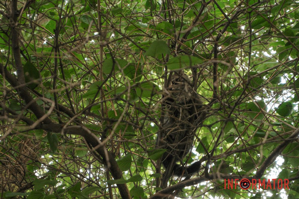 Хвилинка доброти: Інформатор допоміг возз’єднатися кошачій родині у Дніпрі 4
