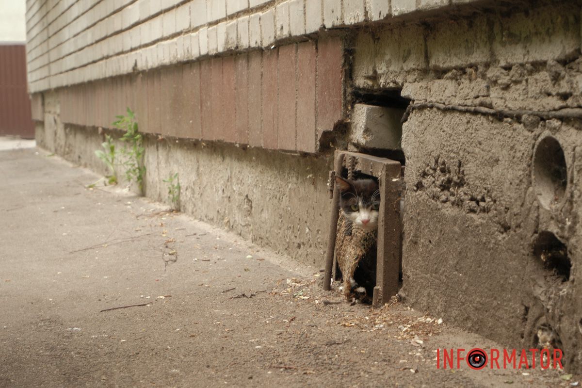 Хвилинка доброти: Інформатор допоміг возз’єднатися кошачій родині у Дніпрі 8