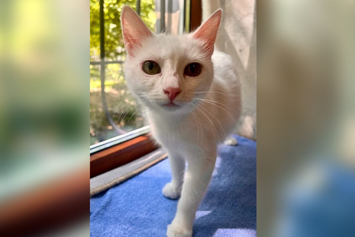 Жемчужинка