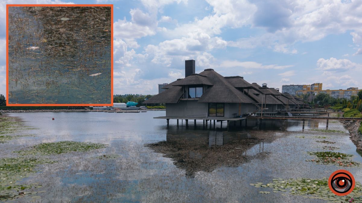 У Дніпрі в районі яхт-клубу “Січ” помітили мертву рибу
