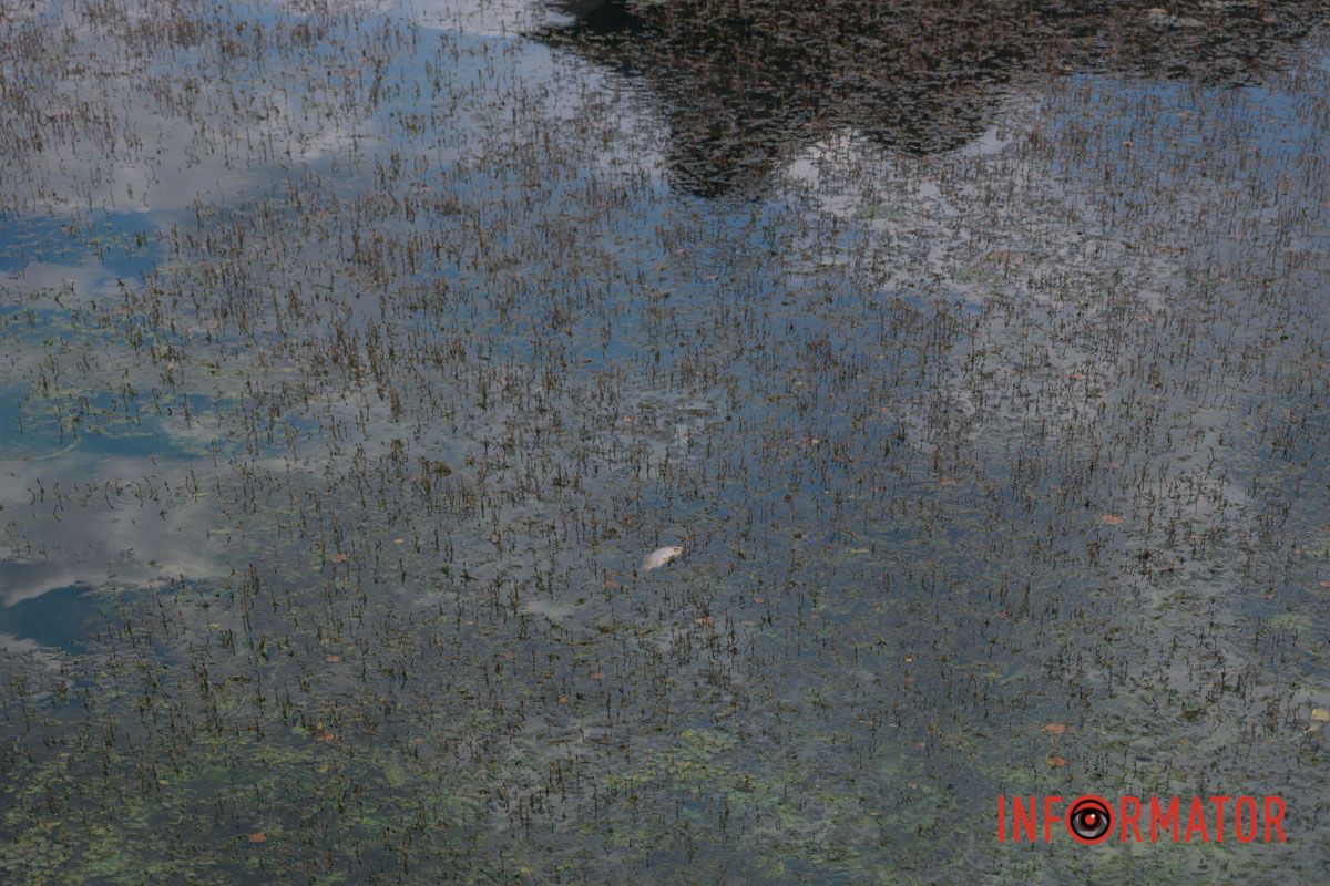 В районі яхт-клубу “Січ” дніпряни помітили мертву рибу