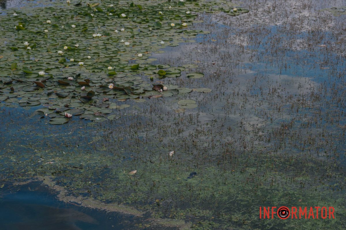  Деяка риба заплуталась у заростях водоростей