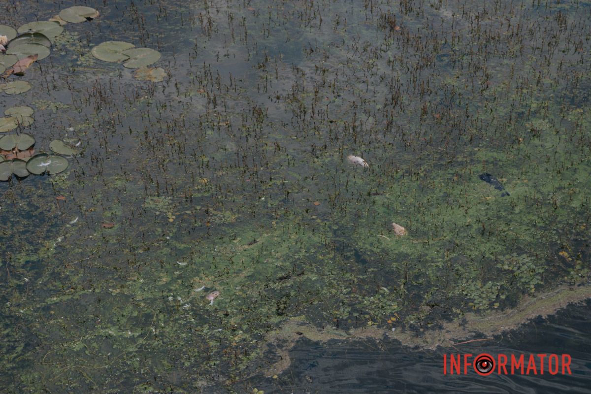 Так виглядає ділянка