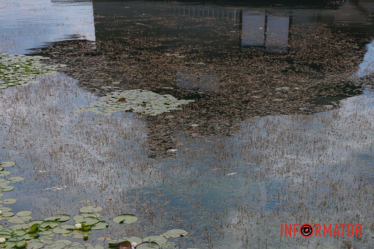 Чи будуть прибирати рибу — невідомо