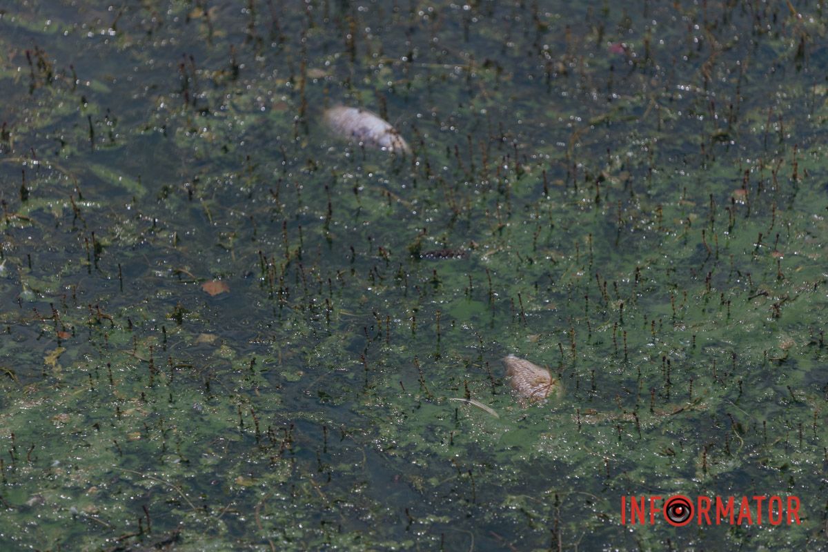 Окрім того, на цій ділянці вода має зеленуватий колір та неприємний запах