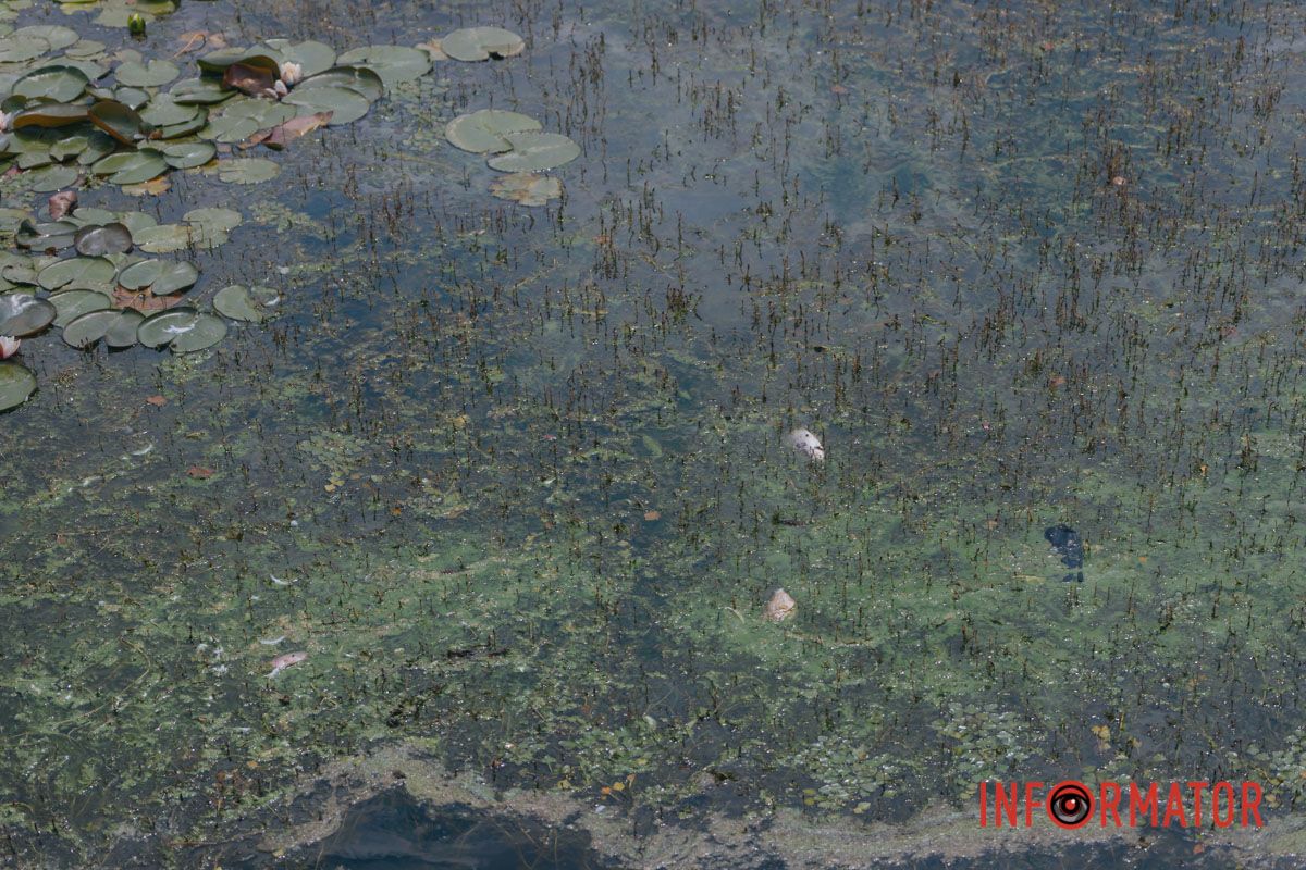 Зелений колір має вода