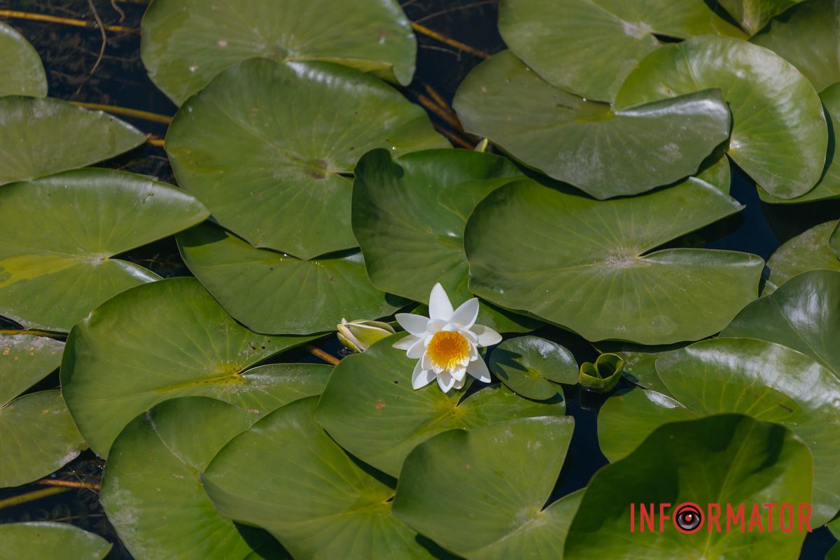 Казка на воді: у яхт-клубі “Січ” розкрились білі, рожеві та персикові лілії 1
