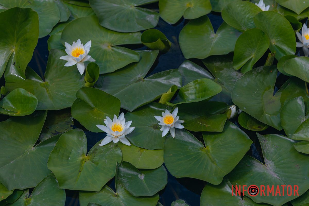 Казка на воді: у яхт-клубі “Січ” розкрились білі, рожеві та персикові лілії 2