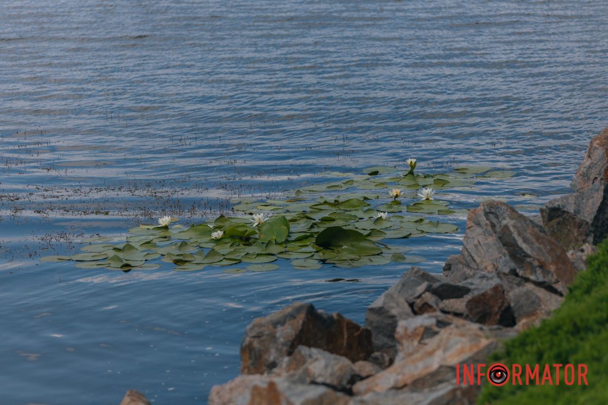Казка на воді: у яхт-клубі “Січ” розкрились білі, рожеві та персикові лілії 3